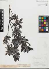 Foto von Salix glabra Scop. x Salix myrsinifolia Salisb.